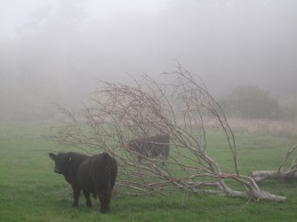 Møn Mandemarke im Nebel Herbst 2014 1