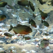 Fische im Aquarium Den Blaa Planet Kopenhagen