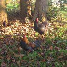 Landleben Hühner im Garten