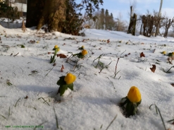 Winterbilder aus Dänemark Winterlingen im Garten